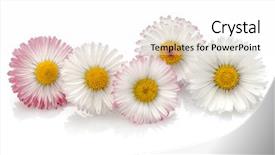  Presentation with white flowers of jasmine - Slide deck consisting of five elements - beautiful daisy flowers isolated background and a white colored foreground