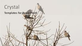  Presentation with doves - Slides consisting of five-eurasian-collared-doves-up background and a light gray colored foreground