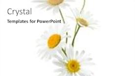  Presentation with chamomile - Presentation design enhanced with five-flowers-of-chamomile-ox background and a white colored foreground