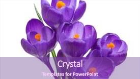  Presentation with blooming flower animated crocus - Slide set featuring five flowers of crocus isolated background and a violet colored foreground