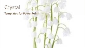  Presentation with lily of the valley close - Colorful PPT theme enhanced with five-flowers-of-lily backdrop and a cream colored foreground