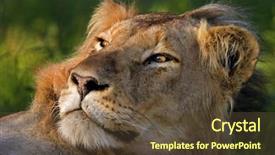  Presentation with male lion - Cool new presentation with five forces - lion male panthera leo south backdrop and a  colored foreground