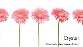  Presentation with daisy - Theme having five gebera african daisy isolated background and a white colored foreground