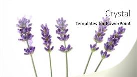  Presentation with lavender flowers - Cool new slide deck with five-lavender-flowers-isolated backdrop and a white colored foreground