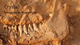  Presentation with fossil - Slides with five million year old fossil background and a red colored foreground