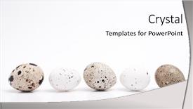  Presentation with quail - Theme consisting of five quail eggs isolated background and a pink colored foreground