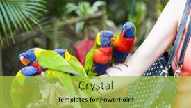  Presentation with rainbow unicorn - Theme with five-rainbow-lorikeets-trichoglossus-haematodus background and a yellow colored foreground