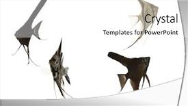  Presentation with swimming - PPT theme consisting of five scalar fish swimming taken background and a white colored foreground