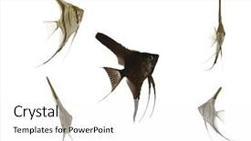  Presentation with swimming - Beautiful presentation featuring five scalar fish swimming taken backdrop and a white colored foreground