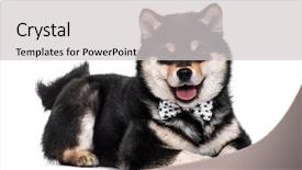  Presentation with puppy - Beautiful PPT theme featuring five shape - shiba inu puppy 4 5 backdrop and a light gray colored foreground