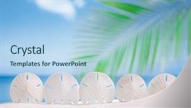  Presentation with five stars - Presentation enhanced with five stars starfish on white sand beach with ocean sky and seascape background and a light blue colored foreground