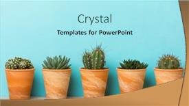 Presentation with flower pots - Audience pleasing presentation theme consisting of five-succulents-and-cacti backdrop and a arctic colored foreground