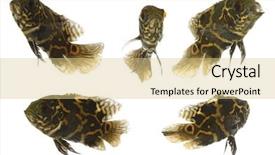  Presentation with oscar - Amazing presentation theme having five tiger oscar fish taken backdrop and a lemonade colored foreground