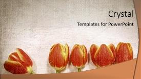  Presentation with wood rustic - PPT theme enhanced with five-tulips-on-a-rustic background and a soft green colored foreground