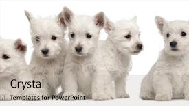  Presentation with old west - Audience pleasing theme consisting of five west highland terrier puppies backdrop and a mint green colored foreground