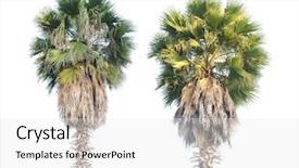  Presentation with palm tree - Colorful slide deck enhanced with flabellifer trees or cambodian palm backdrop and a white colored foreground