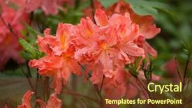  Presentation with azalea - Audience pleasing theme consisting of flame azalea rhododendron calendulaceum flowering backdrop and a tawny brown colored foreground
