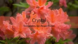 Presentation with azalea - Beautiful PPT theme featuring flame azalea rhododendron calendulaceum flowering backdrop and a red colored foreground