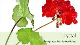  Presentation with geranium - Colorful PPT layouts enhanced with flame border - zonal geranium flowers with copy backdrop and a yellow colored foreground