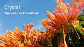  Presentation with blue sky - Colorful PPT layouts enhanced with flaming-trumpet-vine-flowers-under backdrop and a teal colored foreground