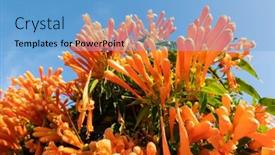  Presentation with trumpet - Slides having flaming-trumpet-vine-flowers-under background and a light blue colored foreground