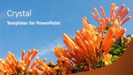  Presentation with trumpet - Amazing slide deck having flaming-trumpet-vine-flowers-under backdrop and a teal colored foreground