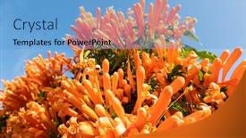  Presentation with trumpet - Amazing presentation theme having flaming-trumpet-vine-flowers-under backdrop and a teal colored foreground