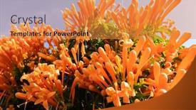  Presentation with vine - Slides enhanced with flaming-trumpet-vine-flowers-under background and a gold colored foreground