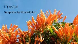  Presentation with trumpet - Presentation design featuring flaming-trumpet-vine-flowers-under background and a light blue colored foreground