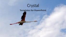  Presentation with flamingo - Colorful theme enhanced with flamingo bird flying over the kamargu preserve on mediterranean sea coast backdrop and a light blue colored foreground