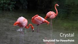  Presentation with flamingo - Presentation theme having flamingo bird on the lake in florida summer time background and a dark gray colored foreground
