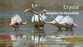  Presentation with flamingo - Slides consisting of flamingo birds in natural habitat background and a gray colored foreground