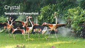  Presentation with flamingo - Slide set having flamingo birds standing in lake background and a tawny brown colored foreground