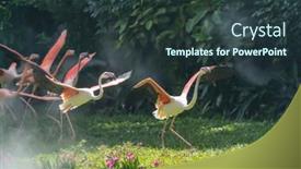  Presentation with flamingo - Audience pleasing presentation design consisting of flamingo birds standing in lake backdrop and a tawny brown colored foreground