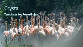  Presentation with flamingo - Presentation theme featuring flamingo birds standing in lake background and a wine colored foreground