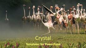  Presentation with waterland - Colorful slides enhanced with flamingo-birds-standing-in-waterland backdrop and a tawny brown colored foreground