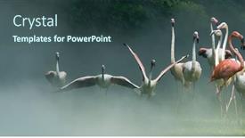  Presentation with waterland - Amazing presentation having flamingo-birds-standing-in-waterland backdrop and a ocean colored foreground