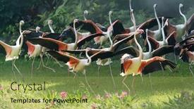  Presentation with waterland - Presentation theme with flamingo-birds-standing-in-waterland background and a yellow colored foreground