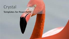  Presentation with flamingo - Beautiful slide set featuring flamingo close-up backdrop and a light gray colored foreground