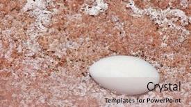  Presentation with flamingo - Presentation theme featuring flamingo egg on a shore of volcanic lagoon in bolivia background and a coral colored foreground