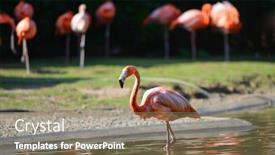  Presentation with flamingo - PPT layouts with flamingo-family-enjoys-sun-light background and a coral colored foreground