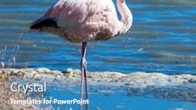  Presentation with flamingo - Beautiful slides featuring flamingo-farages-on-the-lake backdrop and a teal colored foreground