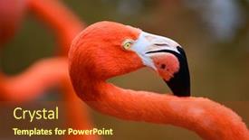  Presentation with flamingo - Beautiful PPT layouts featuring flamingo head shot backdrop and a tawny brown colored foreground