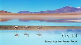  Presentation with flamingo - PPT layouts featuring flamingo-in-a-beautiful-mountains background and a light blue colored foreground