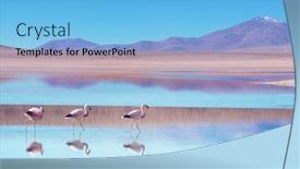  Presentation with flamingo - Beautiful presentation theme featuring flamingo-in-a-beautiful-mountains backdrop and a light blue colored foreground