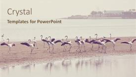  Presentation with flamingo - Amazing presentation theme having flamingo-in-a-beautiful-mountains backdrop and a lemonade colored foreground