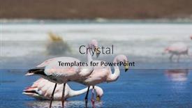  Presentation with flamingo - PPT layouts having white appliances granite counter background and a coral colored foreground