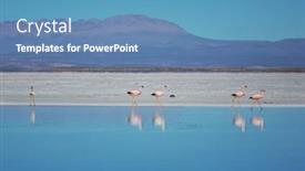  Presentation with flamingo - 