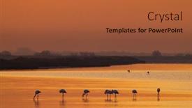 Presentation with naturel - Slides enhanced with flamingo-in-parc-naturel-regional background and a red colored foreground