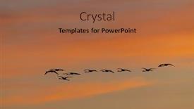  Presentation with naturel - Presentation design with flamingo-in-parc-naturel-regional background and a tawny brown colored foreground